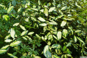 Eleagnus x ebbingei Limelight     